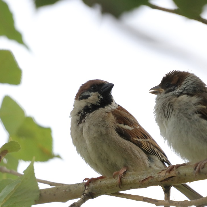 chalette oiseaux 320 4